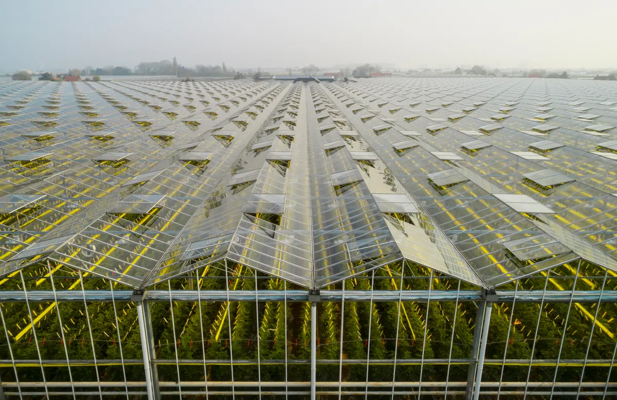The Rise of Commercial Greenhouses: Cultivating a Sustainable Future