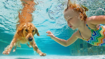 A Swimming Pool OR a Pet? Why Not a Swimming Pool AND a Pet (Pool Safety for Pets)