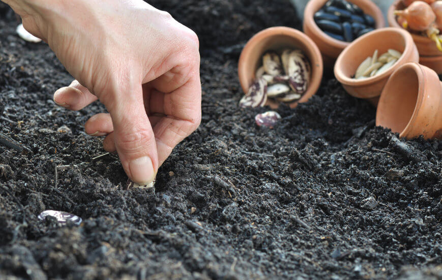 Buying Garden Seeds Online? Read This First!