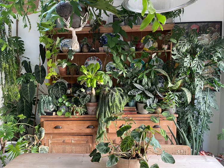 Bringing the Outdoors In: The Green Touch of Indoor Plants