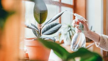 Indoor Plant Ideas to Liven Up Your Home