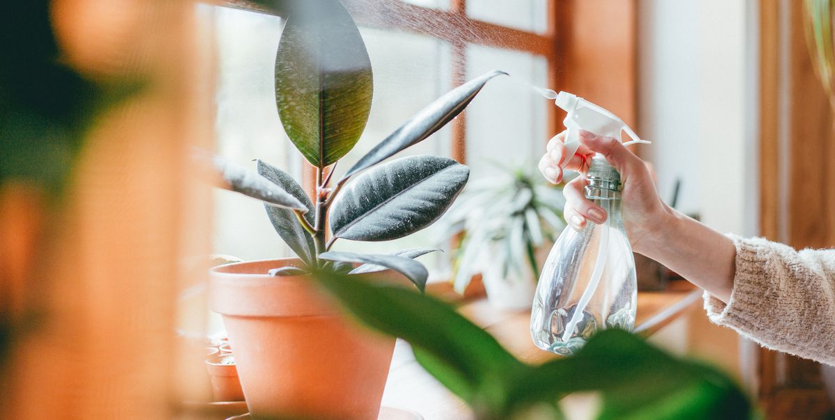 Indoor Plant Ideas to Liven Up Your Home