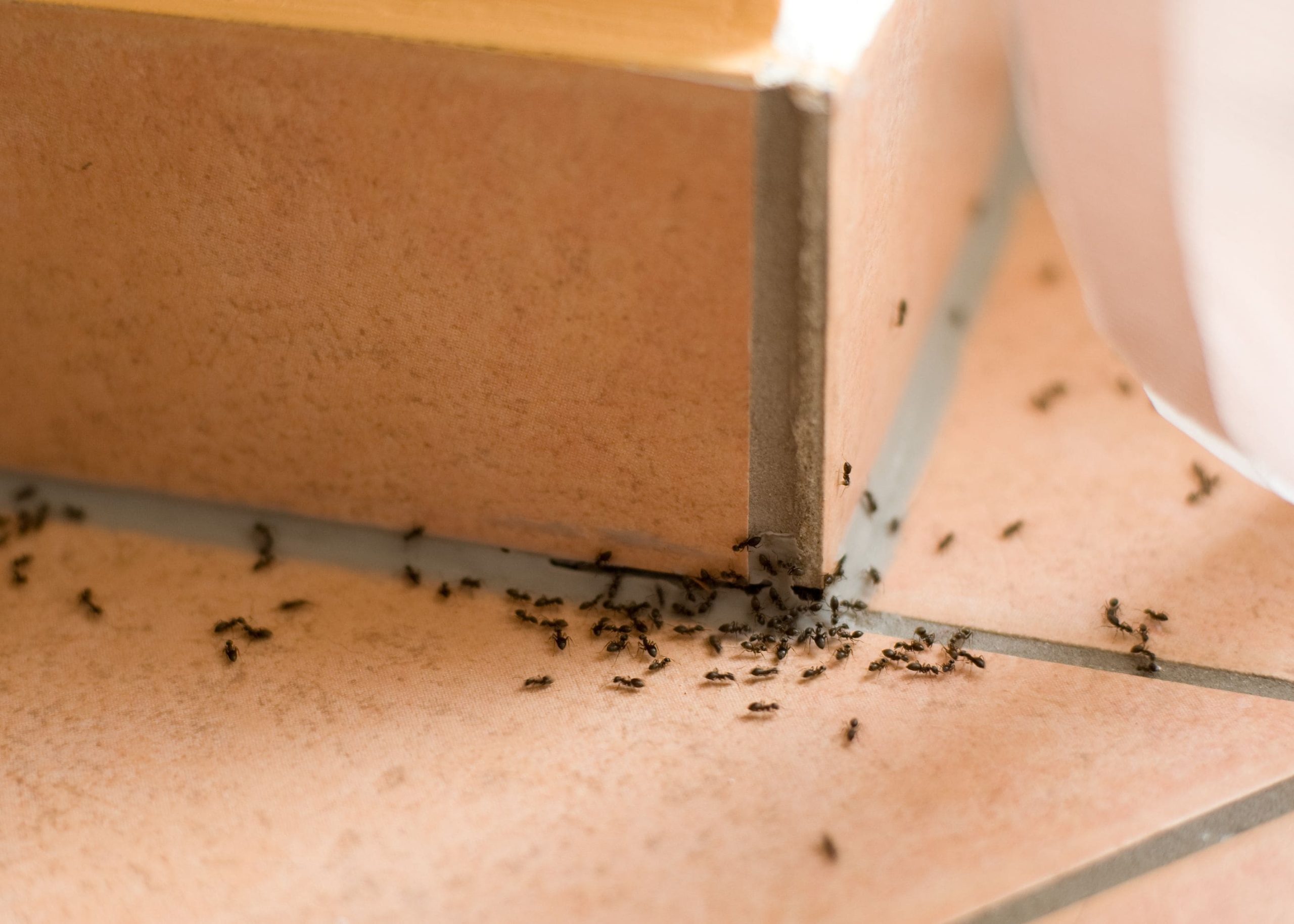 Complete Guide for Ants Control in Boise, Idaho