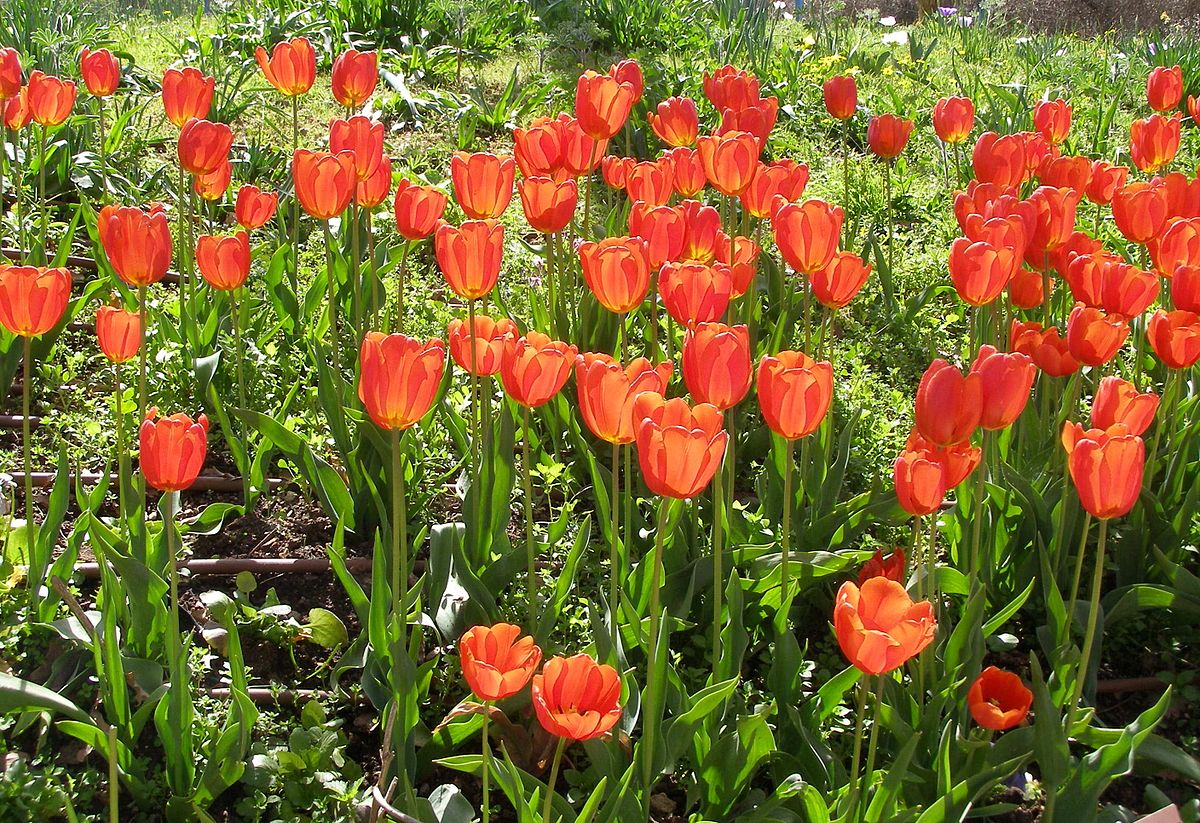 The History And Significance Of Tulip Bulbs In Dutch Culture