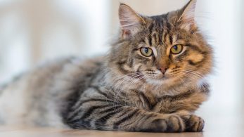 Cats and Cancer: Exploring the Symptoms and the Healing Potential of Cannabidiol for Feline Patients