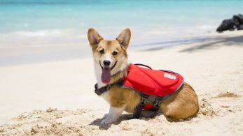 Tips for Selecting the Perfect Life Jacket for Your Furry Friend