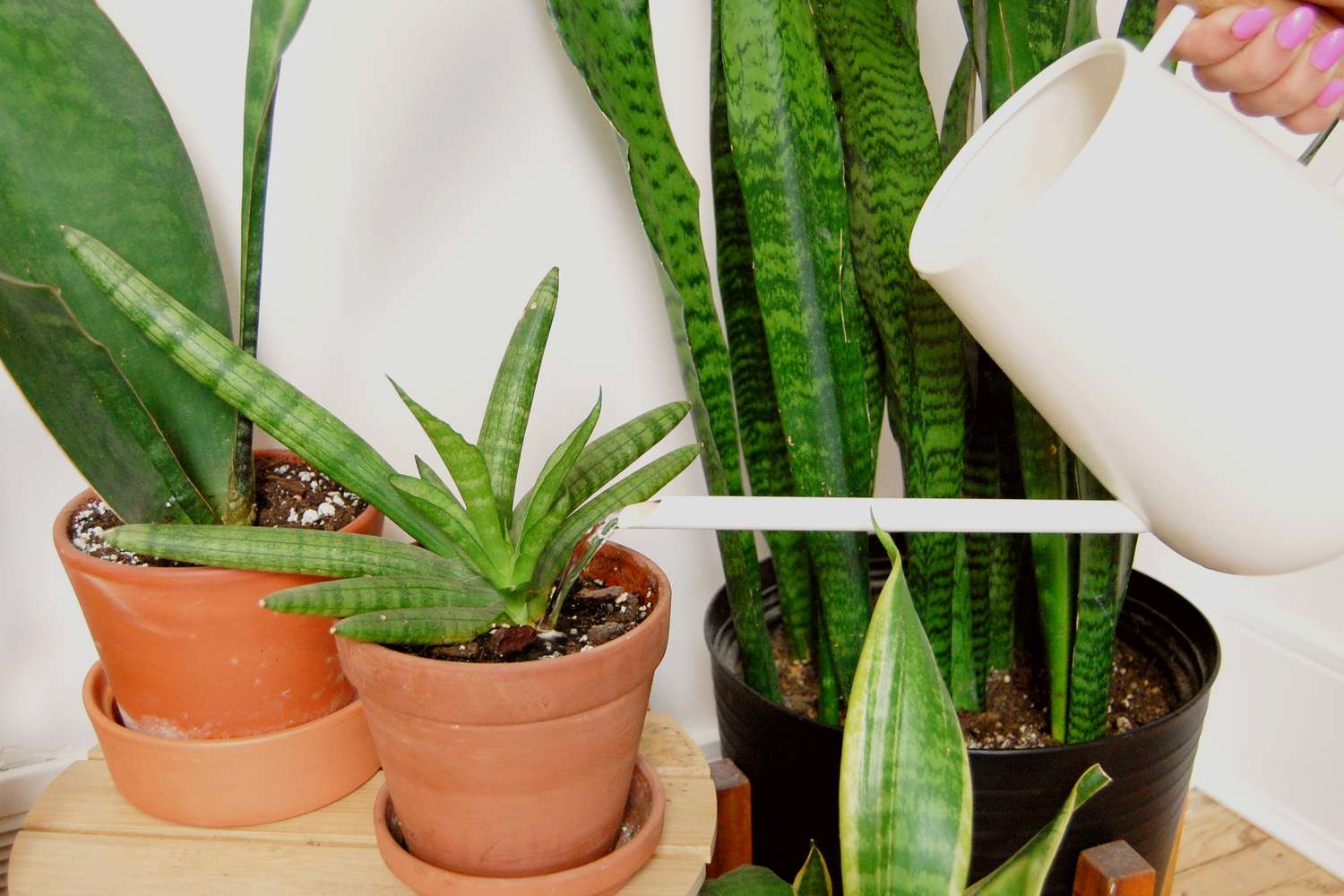 How Often to Water Snake Plants