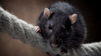 7 Mouse Control Tips To Help You Tackle Potential Rodent Infestations