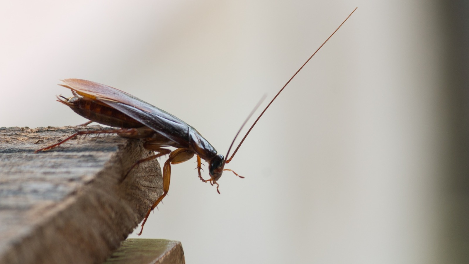 Why You Might Still See Bugs After Pest Control