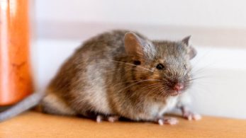 What Homeowners Need to Know about Mice