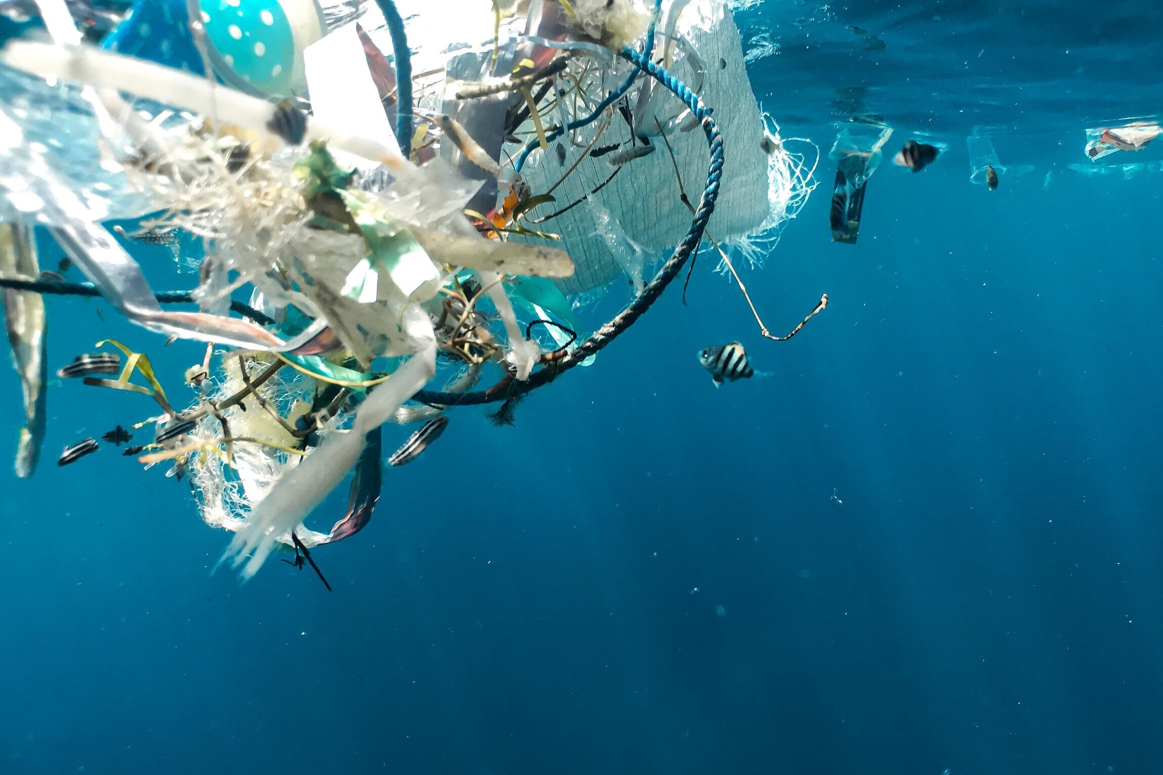 The Impact of Plastic Waste on Marine Life and Ways to Mitigate It