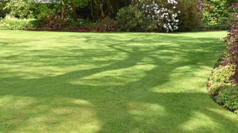 4 Yard Maintenance Tips for a Lush Lawn