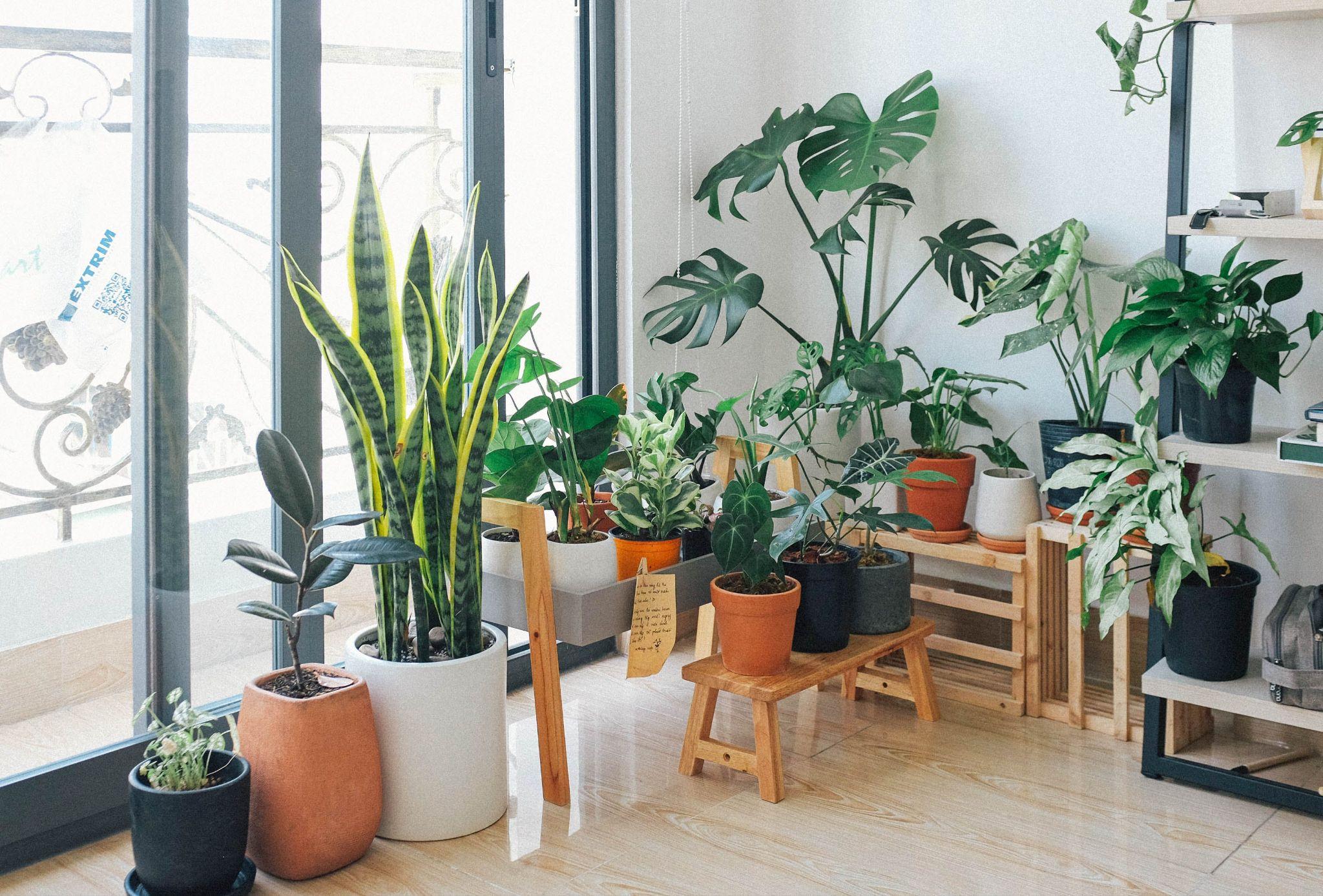 Exploring the World of Artificial Plants in Melbourne