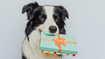 6 Unique Gifts for Dog Lovers
