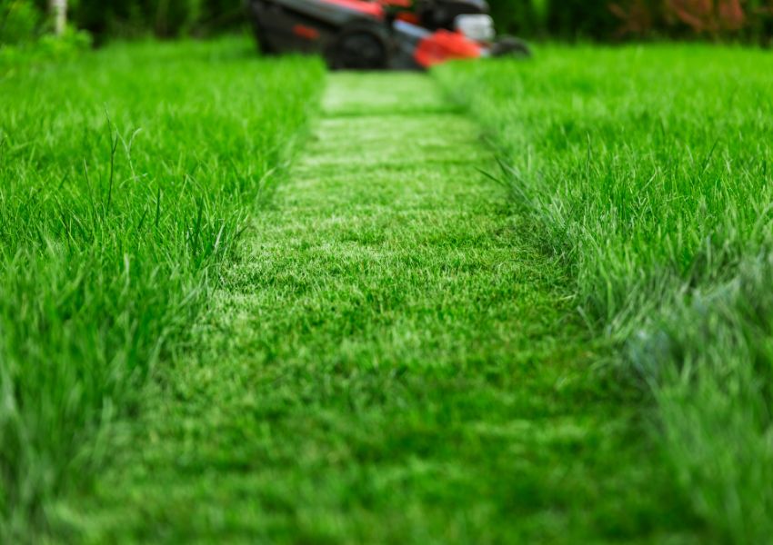Top 5 Gardening Tips For A Healthy Lawn HousesItWorld